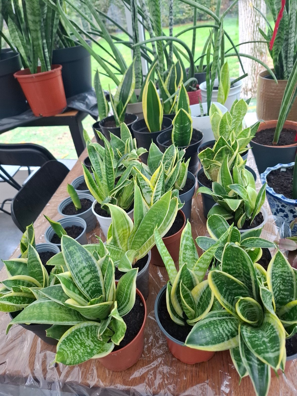 sanseveria plantjes, Ophalen, Overige soorten, Halfschaduw, Minder dan 100 cm