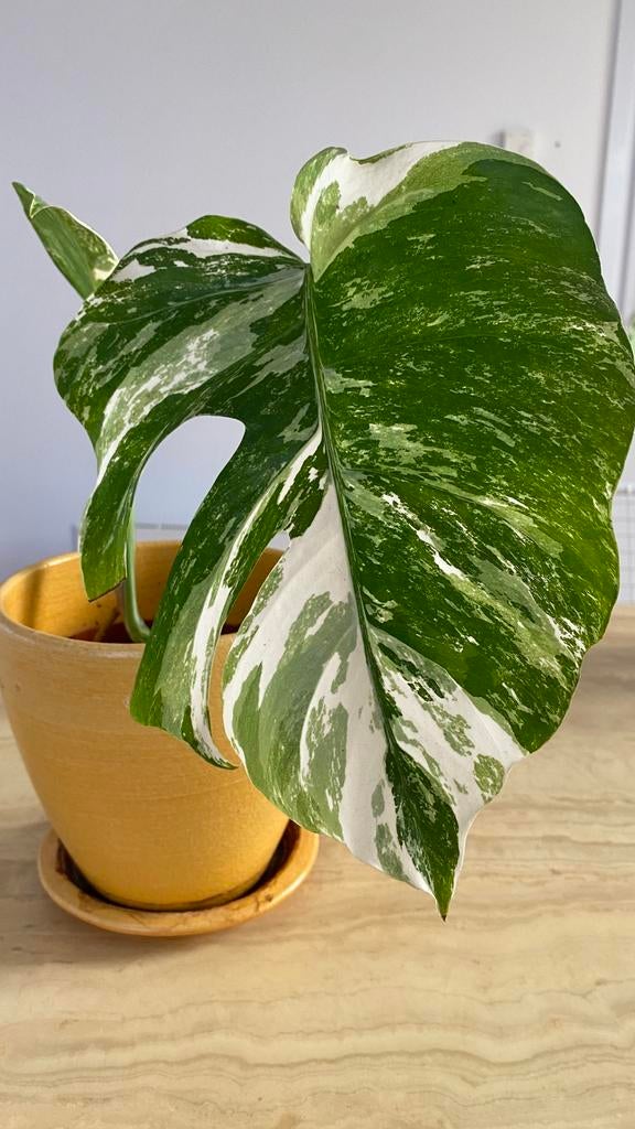 Monstera Variegata, Enlèvement