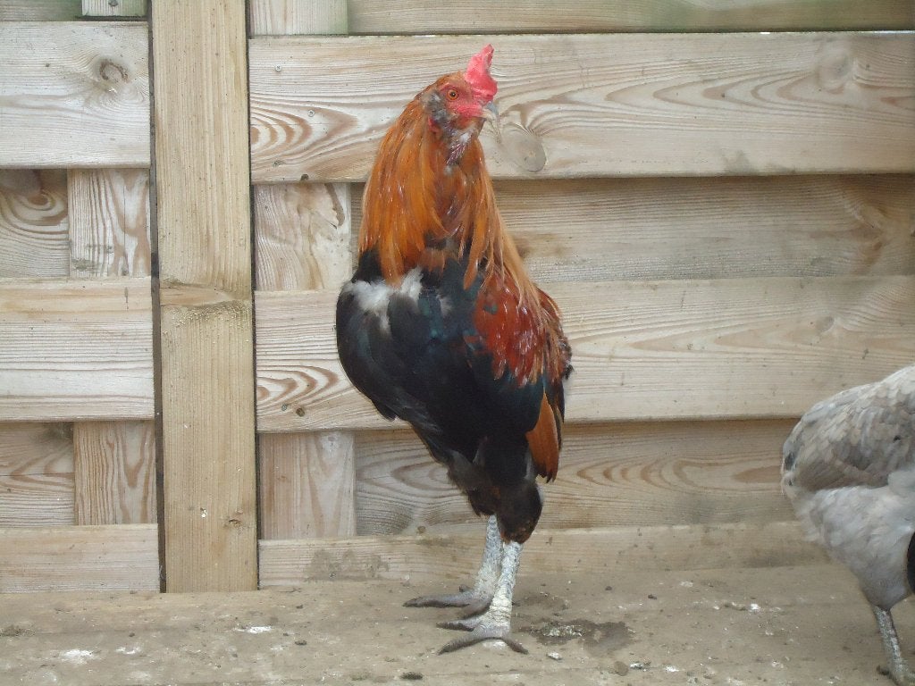 kippen : hanen van raskippen, Dieren en Toebehoren, Pluimvee, Mannelijk, Kip