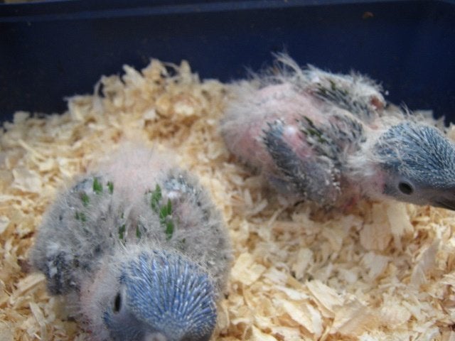 a vendre beaux bébés loris blauw bergen, Animaux & Accessoires, Oiseaux | Perruches & Perroquets, Sexe inconnu, Perroquet, Bagué