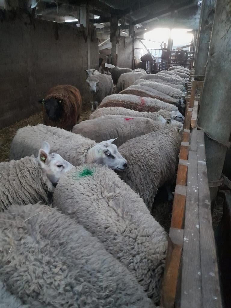 Rammen te koop, Mei, Mannelijk