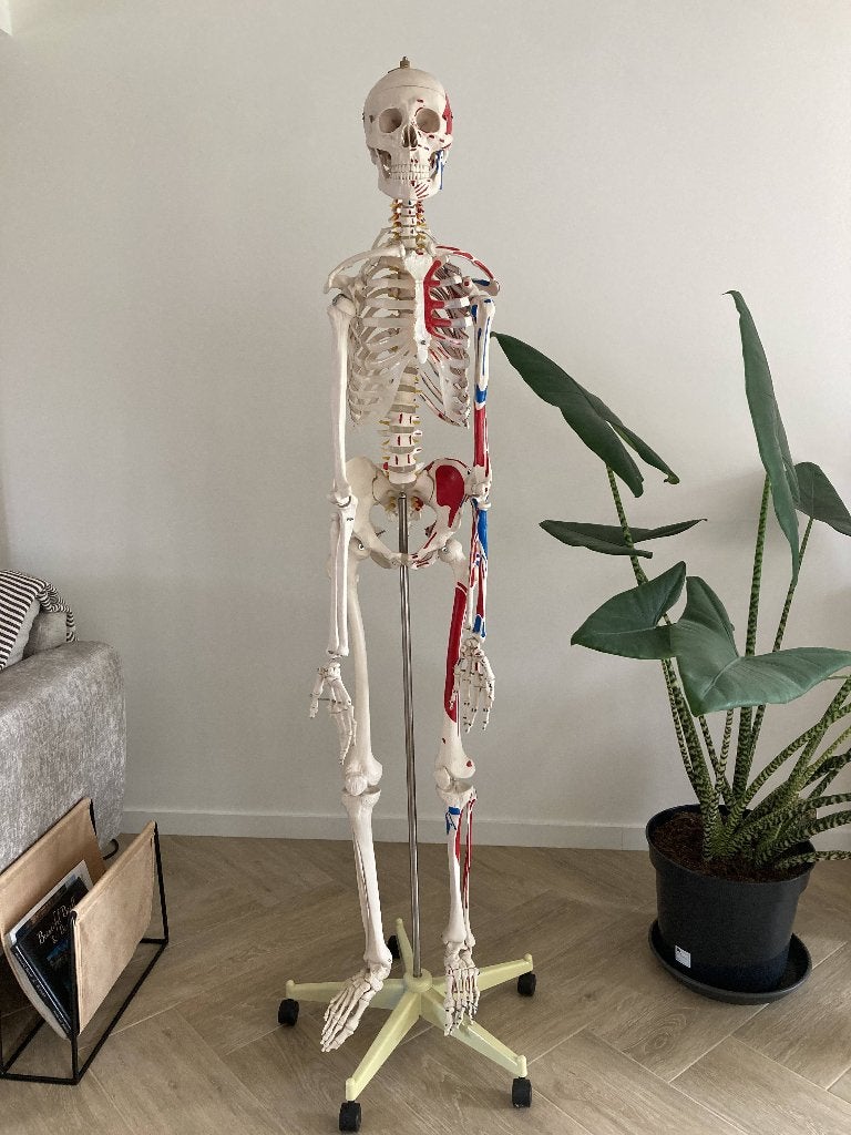 Anatomisch skelet met spiermarkeringen, Diversen, Ophalen, Gebruikt