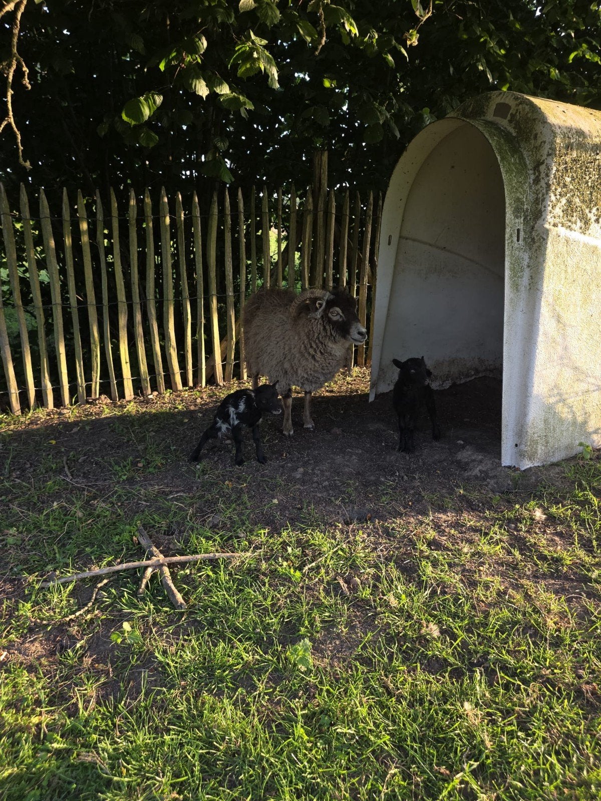 2 ouessant ooien met lammetjes, Animaux & Accessoires