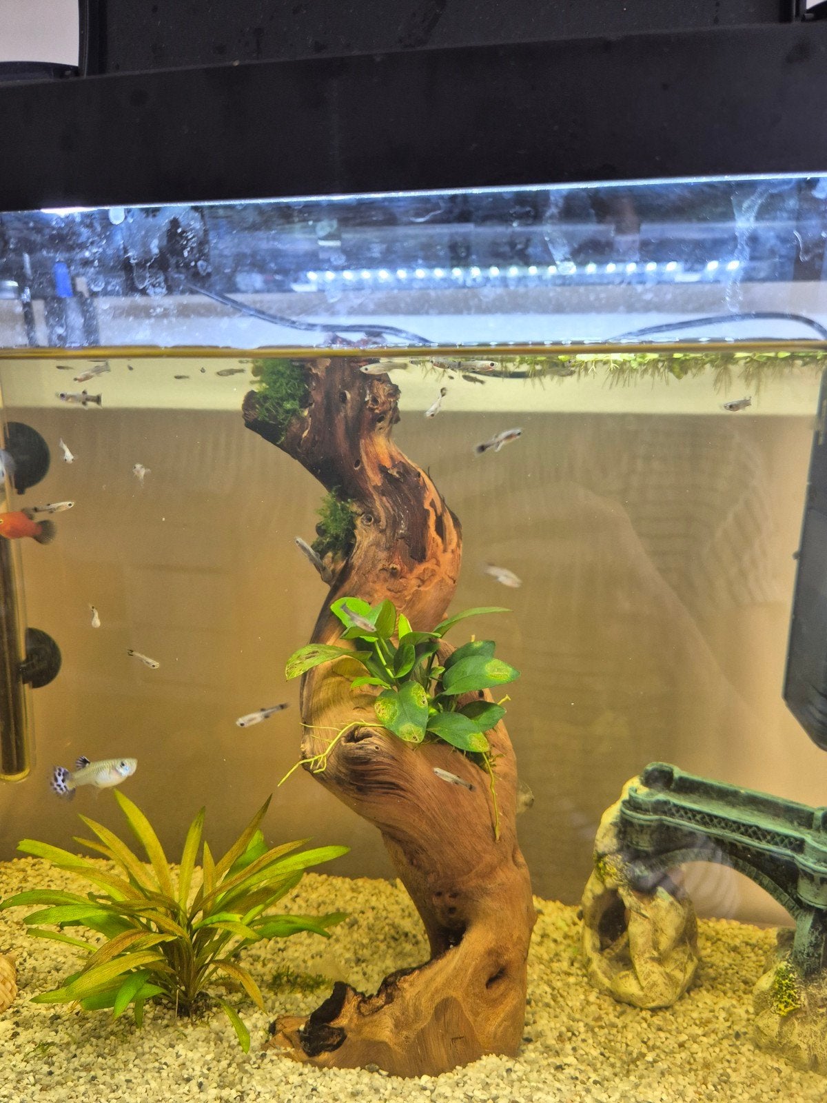 Gratis guppies en platty, Dieren en Toebehoren