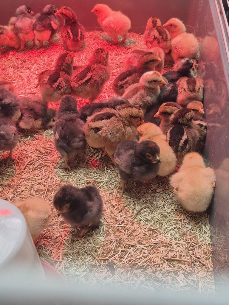Kuikens Mechelse Koekoek, Dieren en Toebehoren, Meerdere dieren, Kip