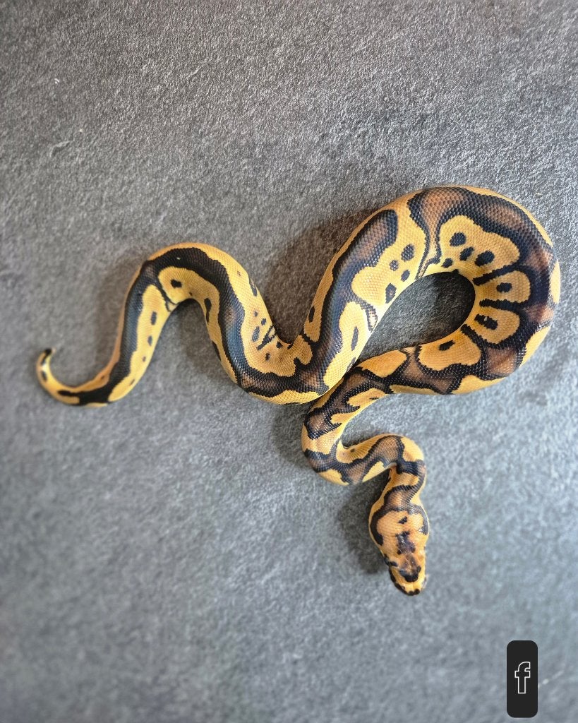 Python regius nc2026 Ball Python photo 8
