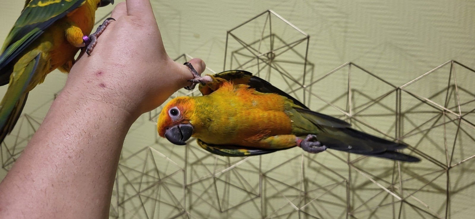 conure, Animaux & Accessoires