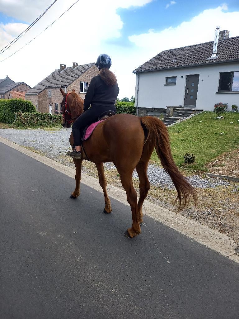 Hongre alezan, Dieren en Toebehoren, Paarden, Met stamboom, Ruin, Niet van toepassing, 7 tot 10 jaar