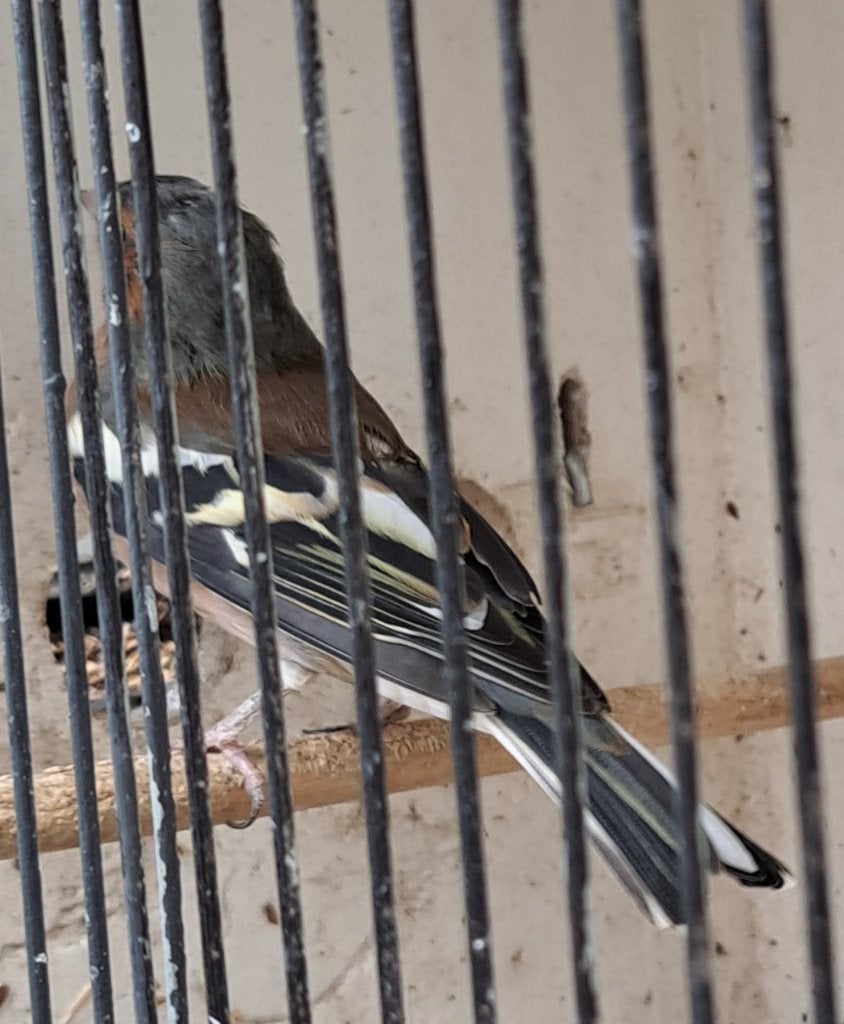 Vink, Dieren en Toebehoren, Mannelijk, Wildzangvogel, Geringd