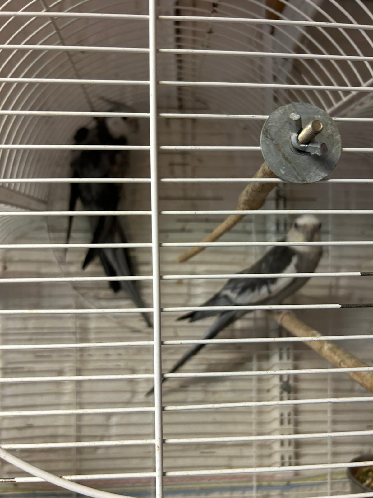 Twee valkparkieten, Dieren en Toebehoren