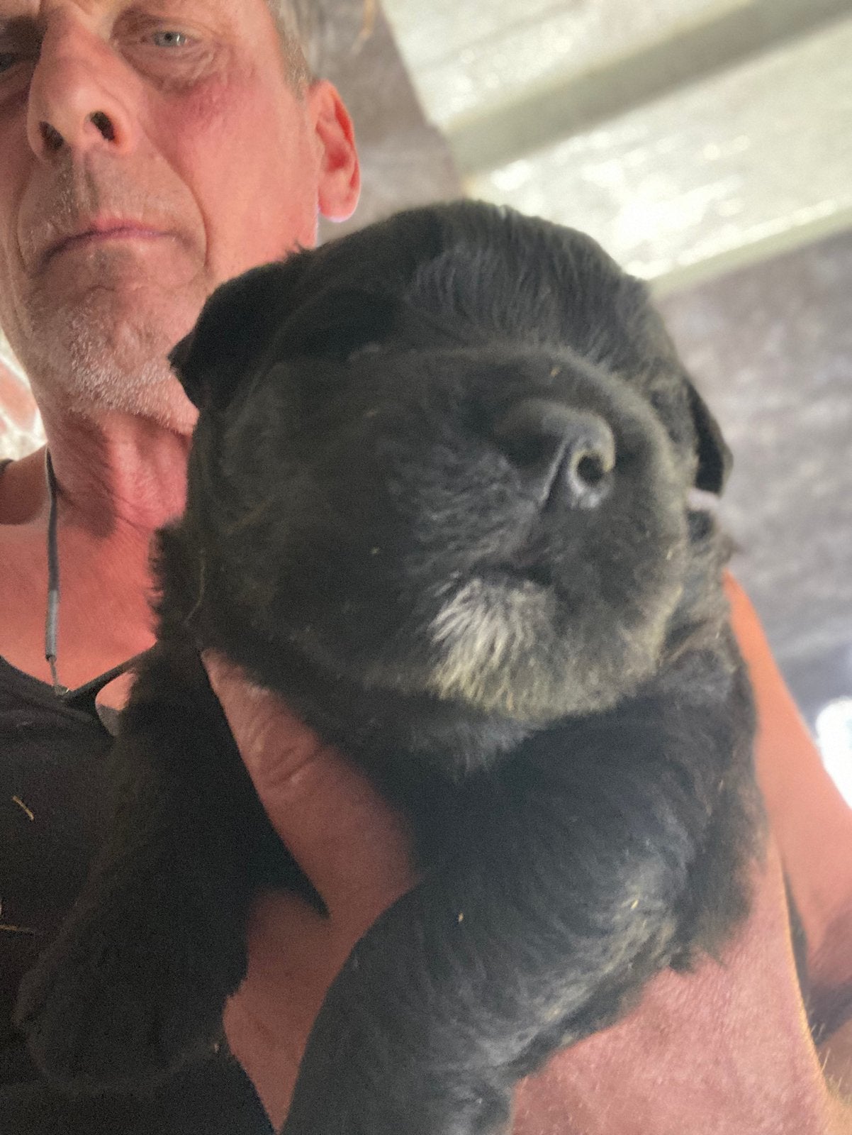 Bouvier des flandres, Bouvier, België, Fokker | Hobbymatig, 8 tot 15 weken