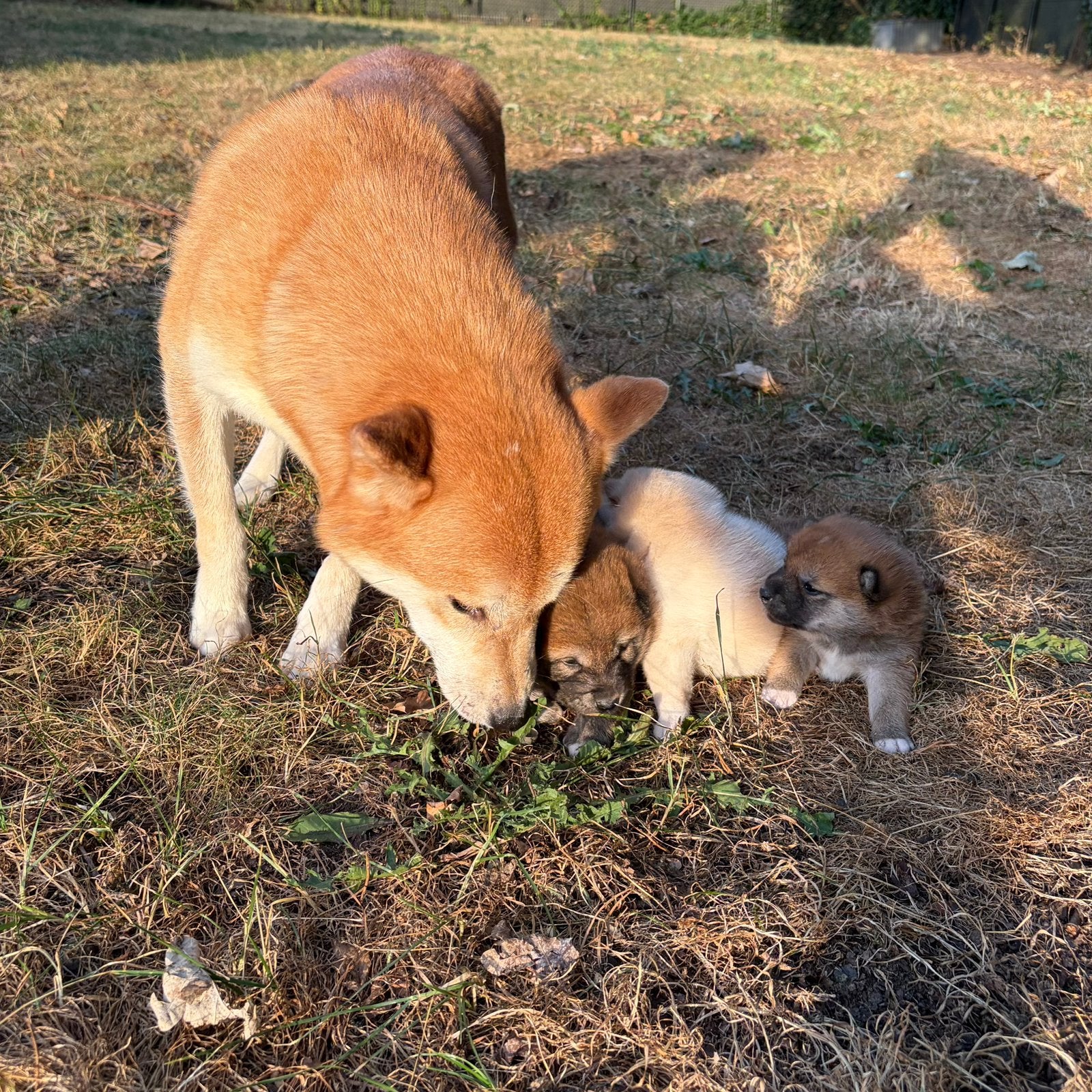 Chiots Shiba Inu, Animaux & Accessoires, Chiens | Huskys, Loulous & Types primitifs, Autres races, Plusieurs, Belgique, Plusieurs animaux