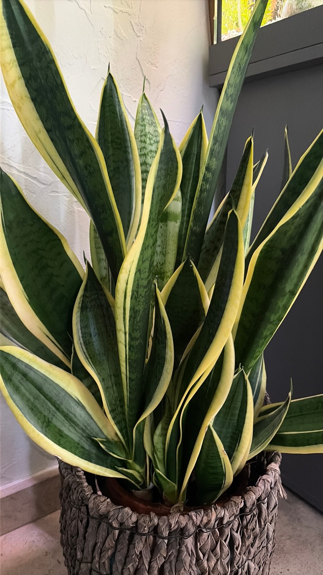 Sanseveria, Maison & Meubles, Enlèvement