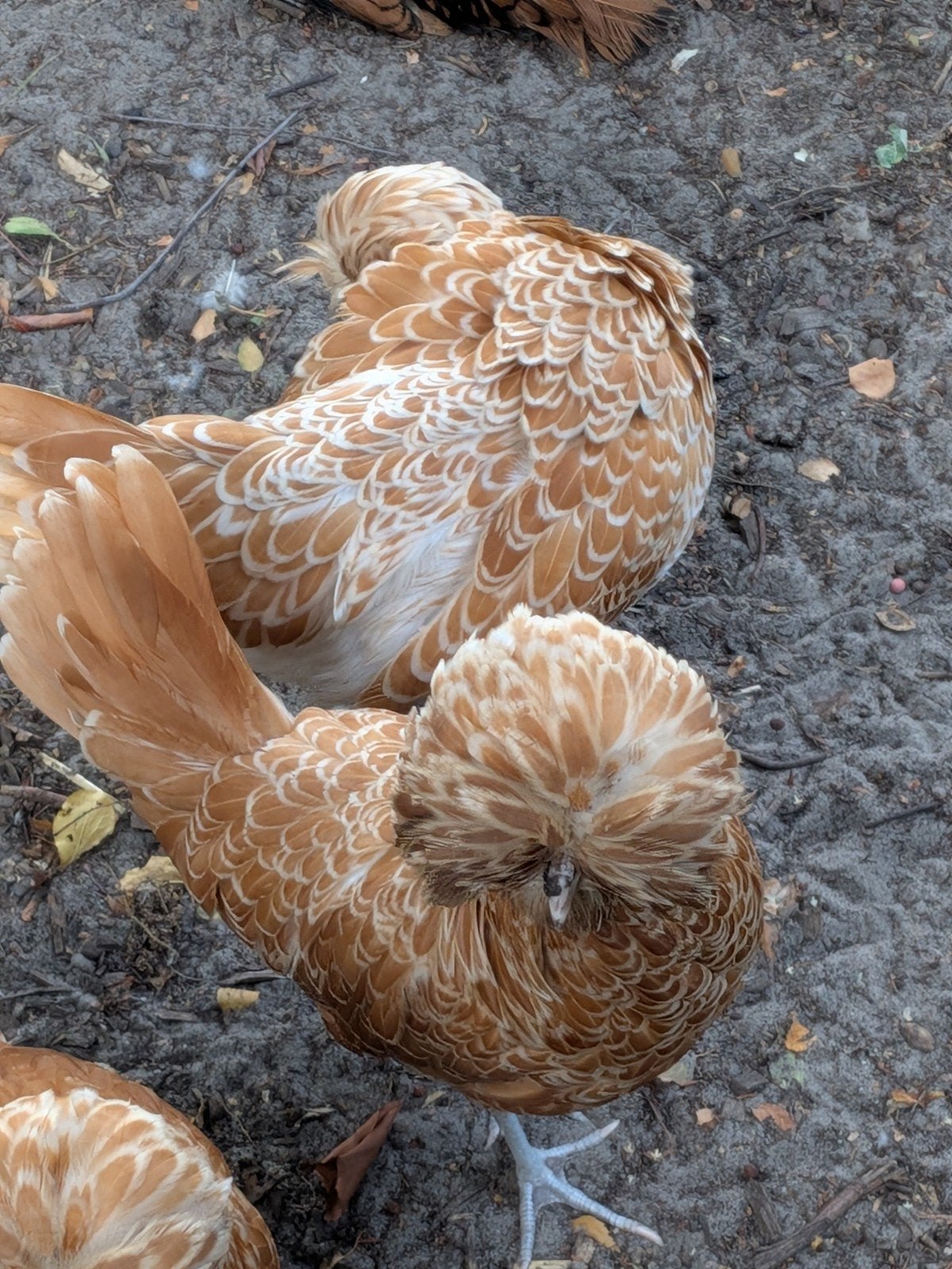 Padua en kuifhoen, Dieren en Toebehoren, Pluimvee