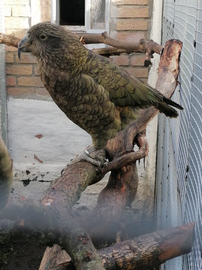 gezocht volwassen pop kea  (Nestor notabilis)