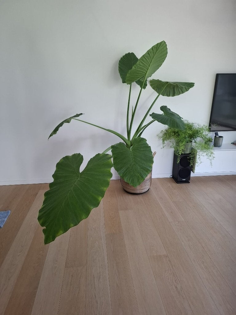 Prachtige grote Alocasia (Olifantsoor) – 1m80 hoog, Maison & Meubles, Plantes d'intérieur, Autres espèces, 150 à 200 cm, Enlèvement