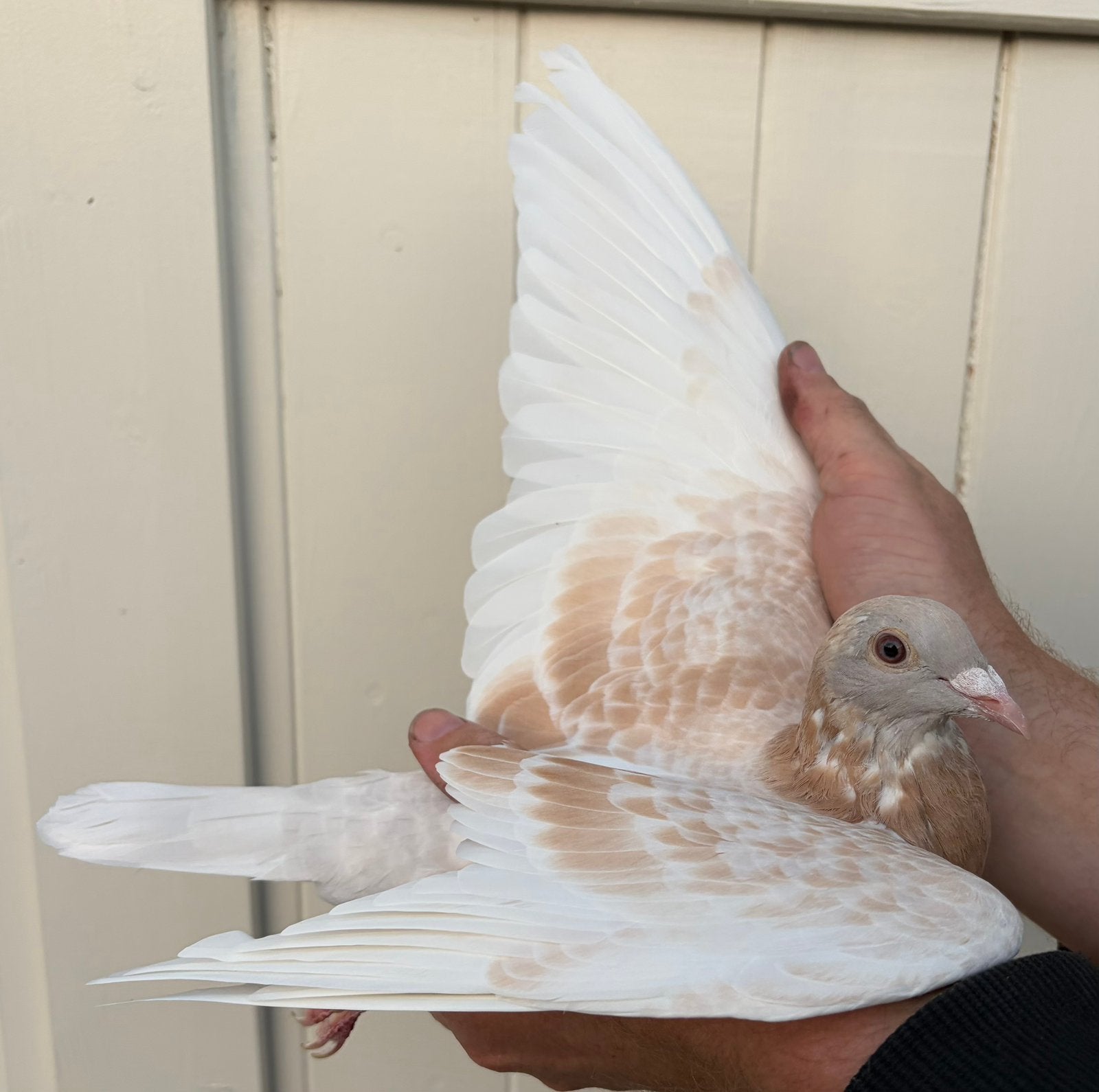 Jong Sion duif, Animaux & Accessoires, Oiseaux | Pigeons, Pigeon voyageur