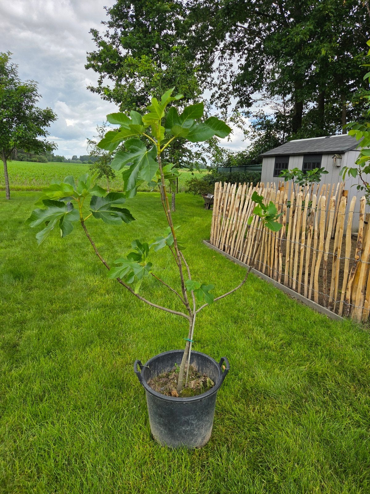 Vijgenboompje, Tuin en Terras, Ophalen