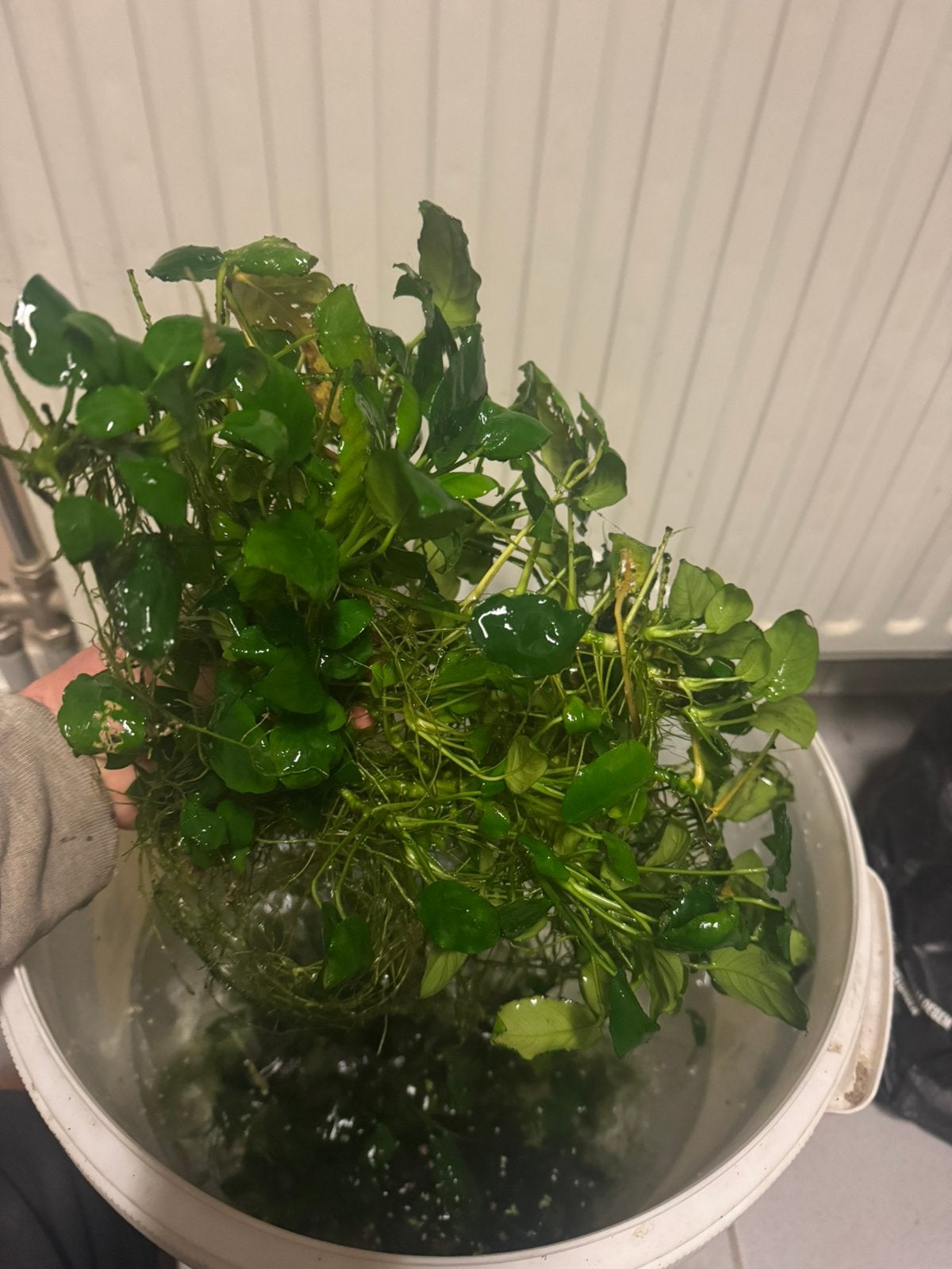 Anubias, Dieren en Toebehoren, Ophalen, Zo goed als nieuw