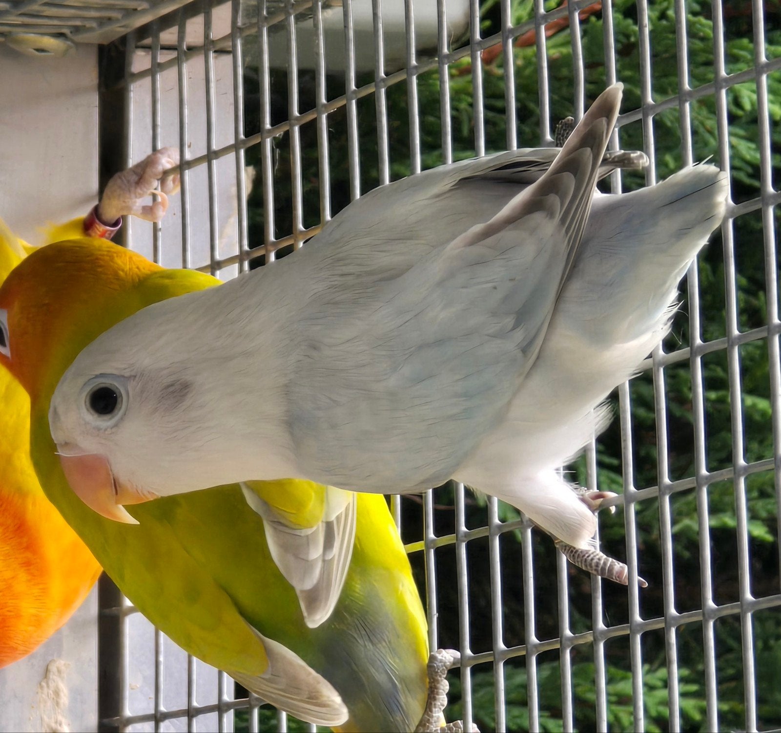 Euwing Opaline Dilute Blauw Fischeri Popje 2026, Animaux & Accessoires, Femelle, Perroquet nain ou Inséparable, Bagué