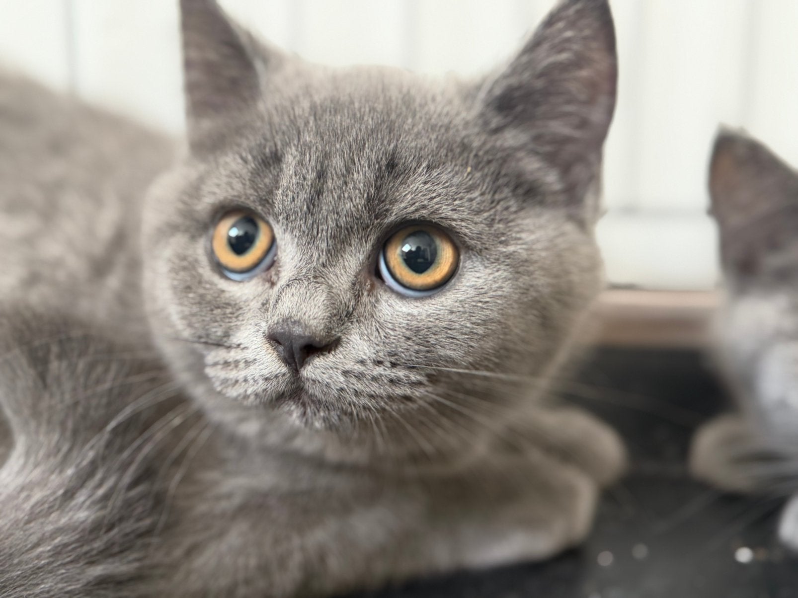 Britse korthaar kittens, 0 à 2 ans