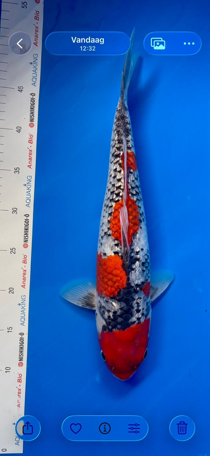 Prachtige goshiki - Kansuke - 45 cm - 2024