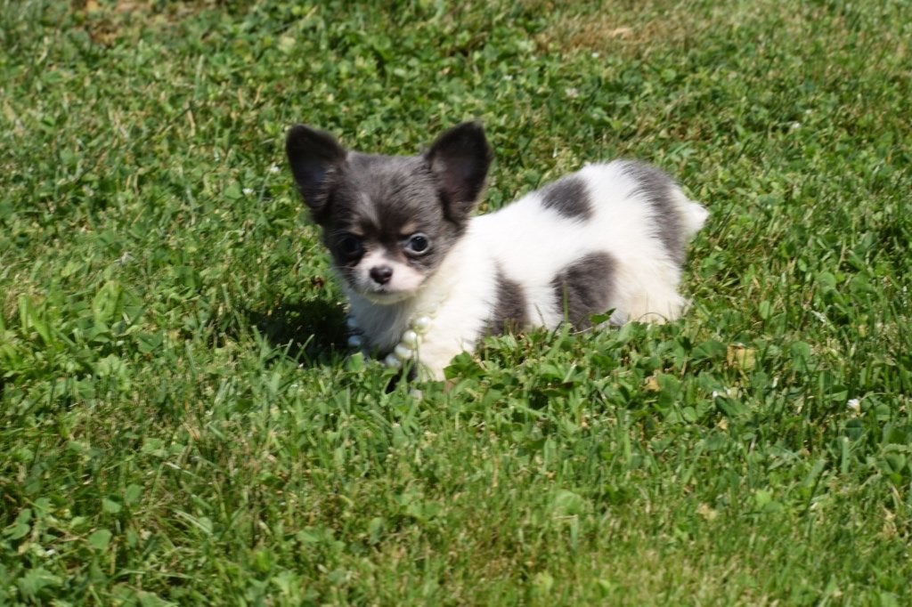 Chihuahua pups mooi klein blijvend, 15 semaines à 1 an, Plusieurs animaux, Éleveur | Professionnel, Plusieurs