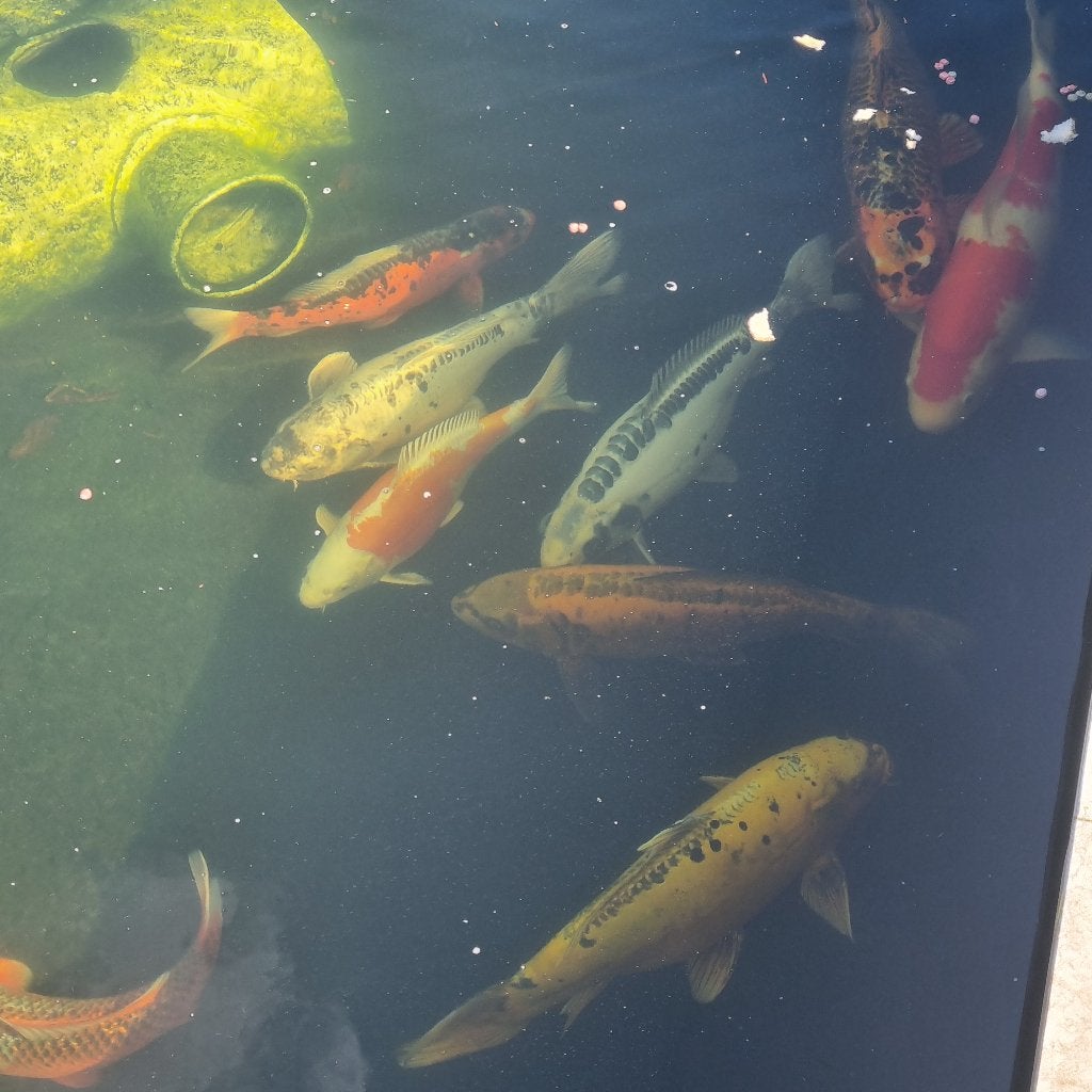 koivissen te koop 9 stuks ( allemaal samen ), Dieren en Toebehoren, Vissen | Vijvervissen, Karper of Koi