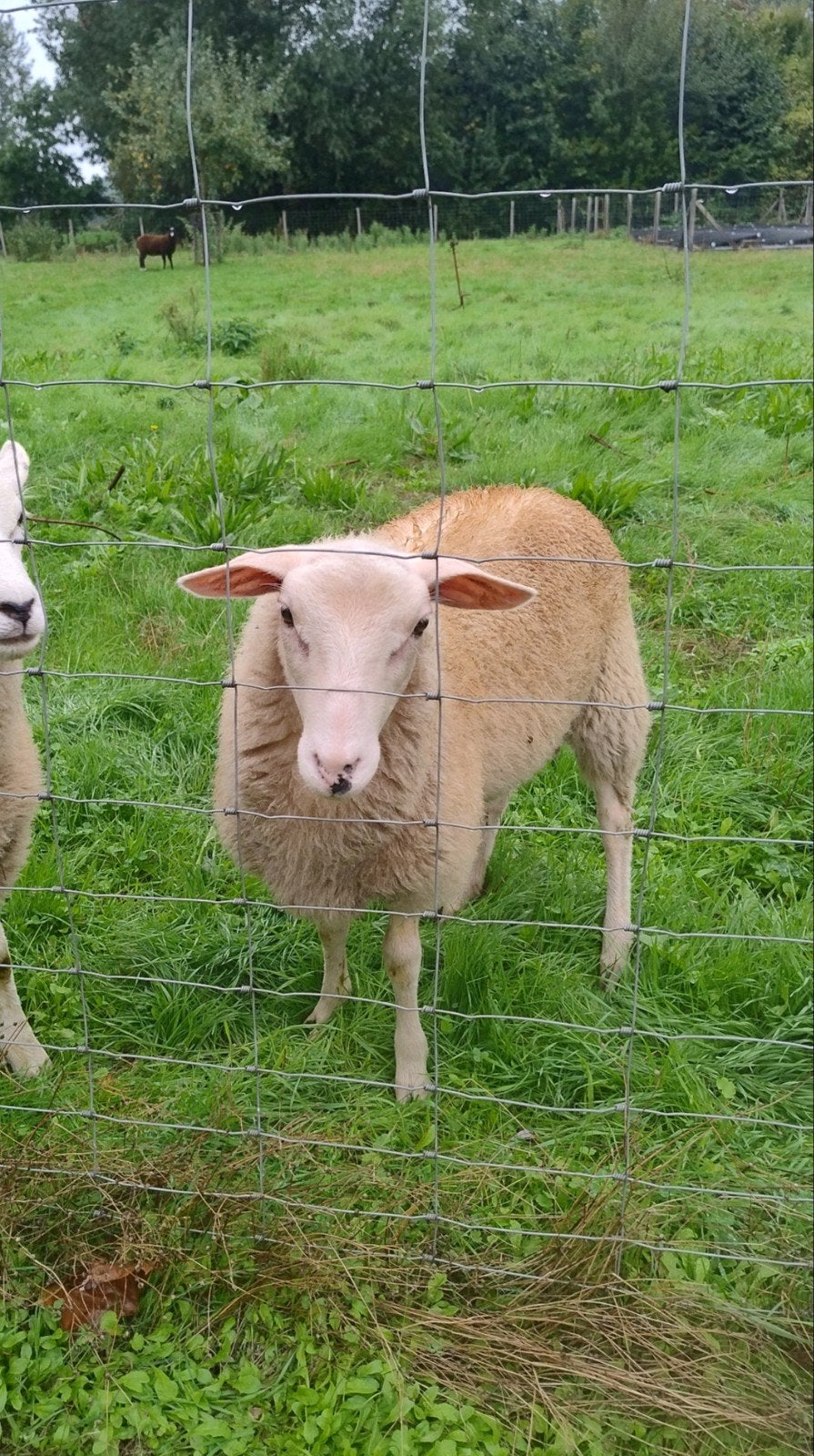 ramlammetje te koop, Animaux & Accessoires, Mâle, Mouton, 0 à 2 ans