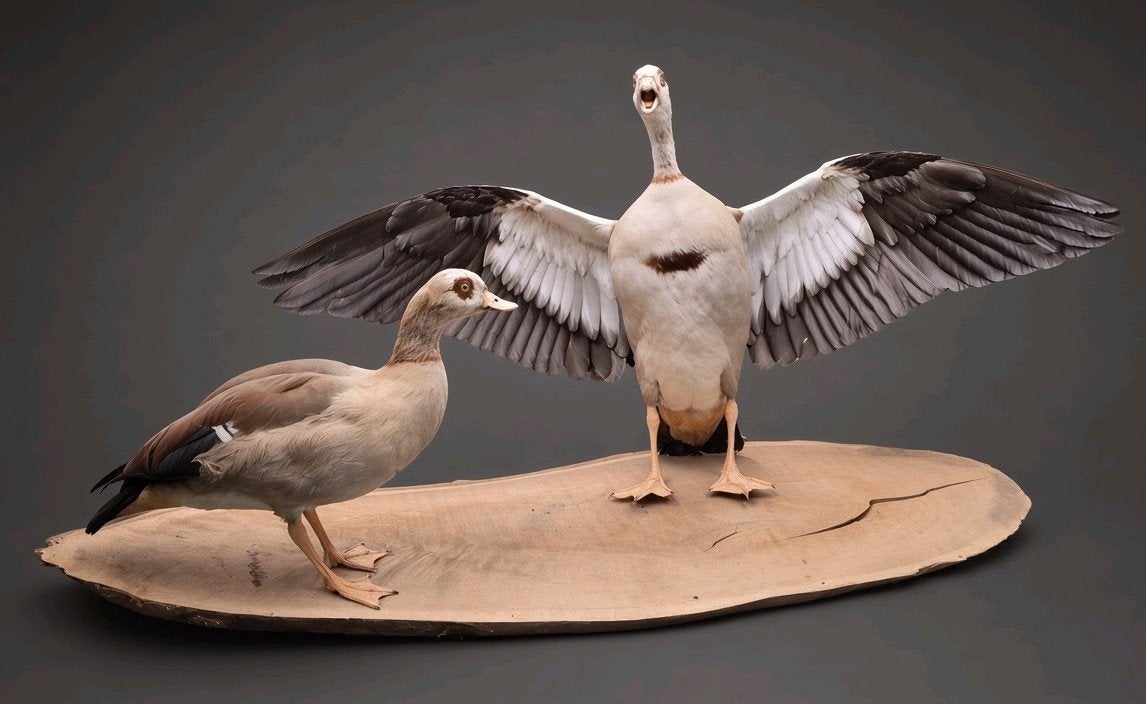 Twee Opgezette Nijlganzen Op Een Stuk Hout Taxidermie, Ophalen, Vogel, Opgezet dier