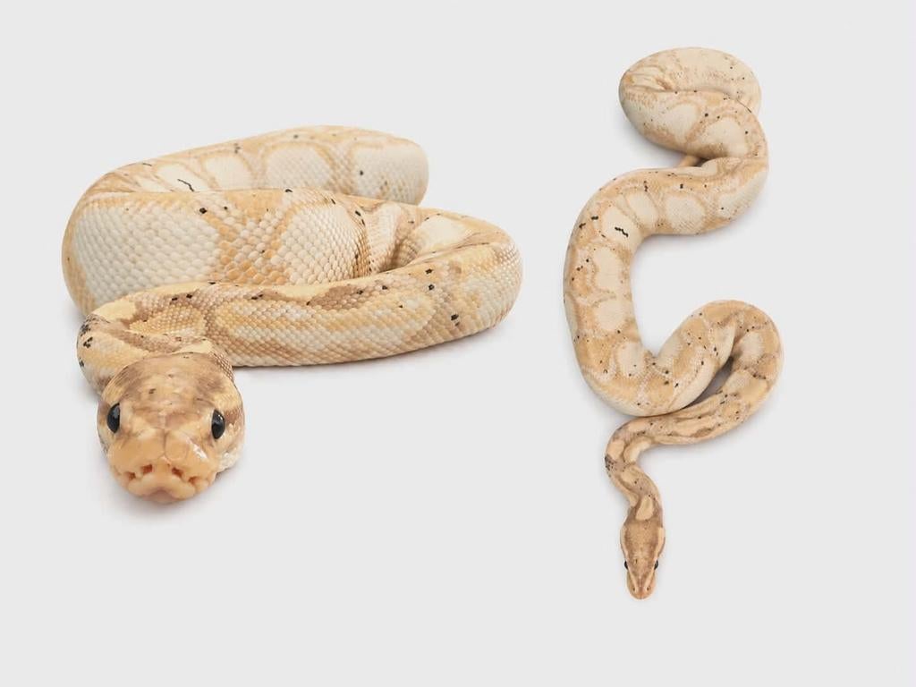Ballpython python regius koningspython