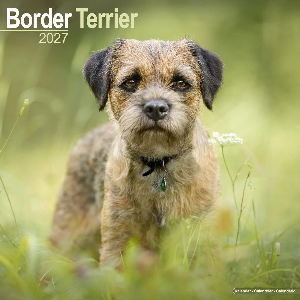 Border Terrier kalender 2027 vooraf bestellen, Verzenden, Jaarkalender, Nieuw