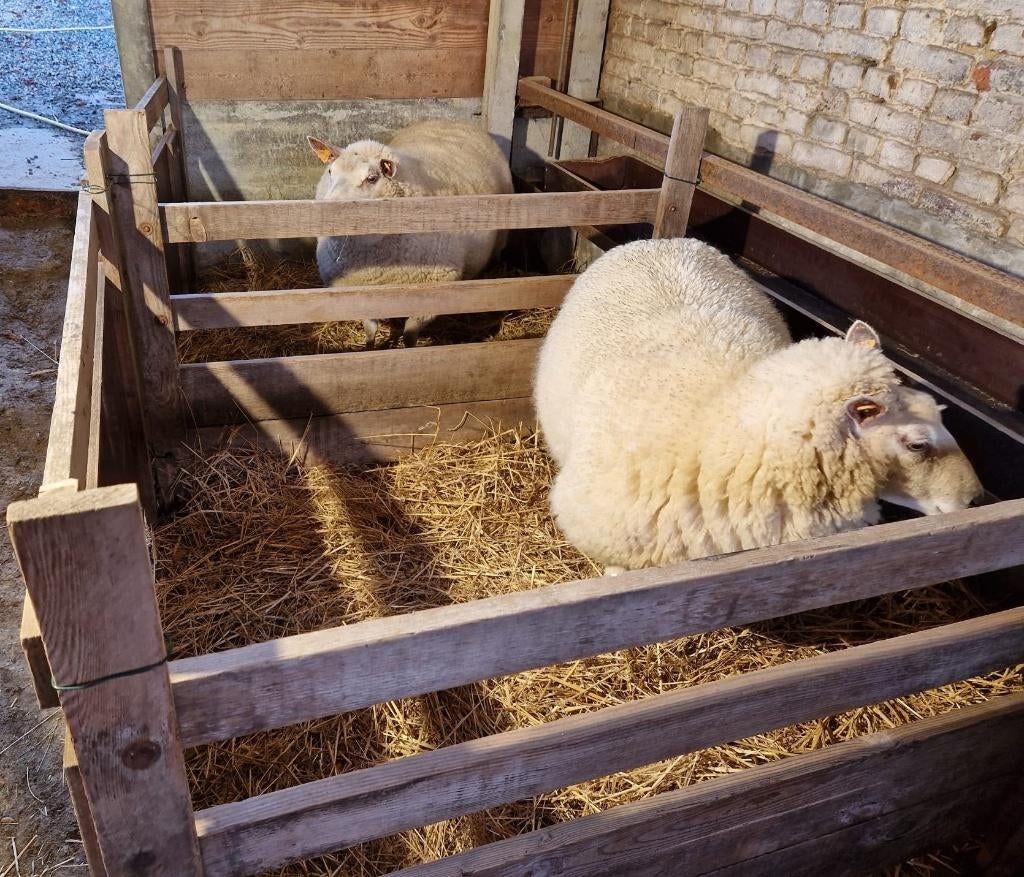 Aflammerhekjes, Dieren en Toebehoren, Schapen, Geiten en Varkens