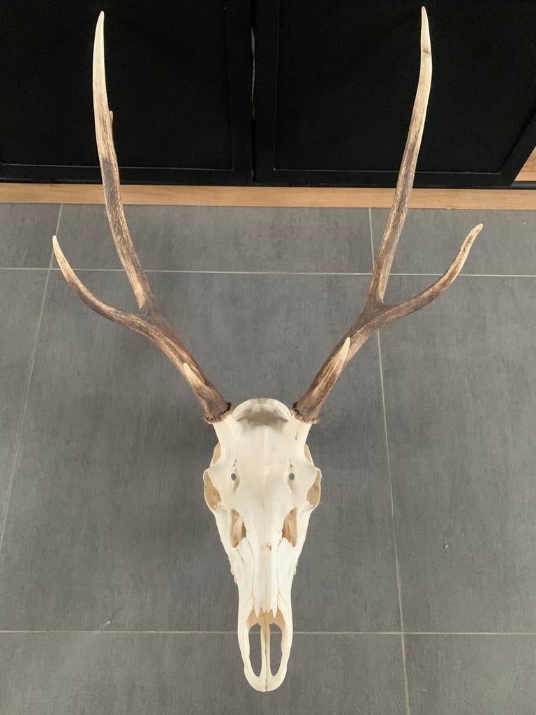 Crâne de Cerf, Enlèvement, Comme neuf, Cerf, Crâne
