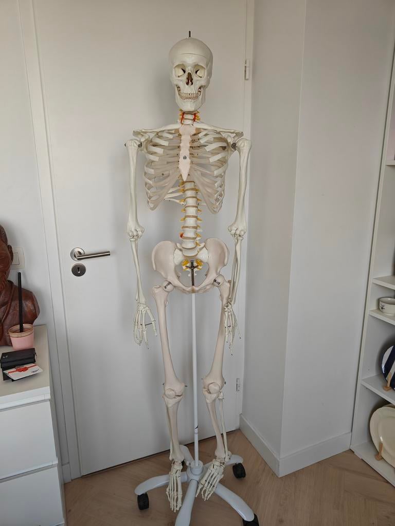 flexibel anatomie skelet, Diversen, Schoolbenodigdheden, Ophalen