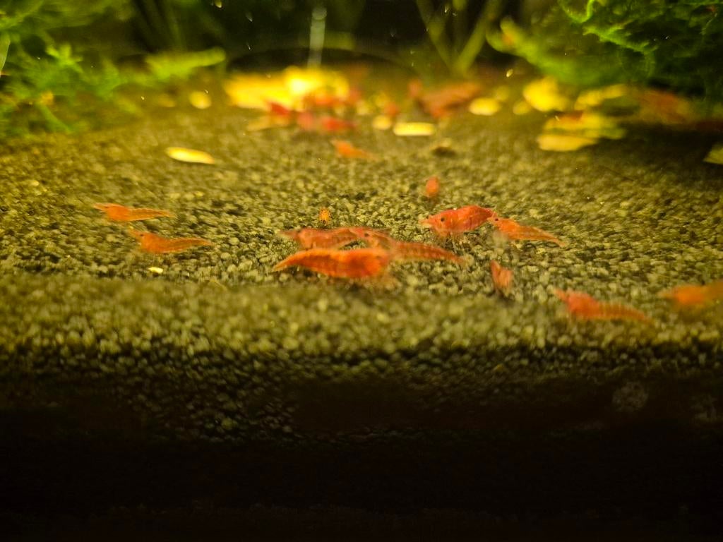 Neocaridina cherry shrimps (vuurgarnalen), Dieren en Toebehoren, Kreeft, Krab of Garnaal, Zoetwatervis, Schoolvis