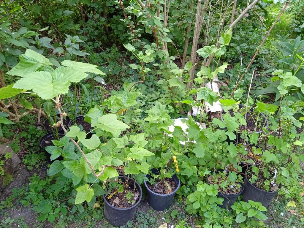 Bessenstruiken (rode aalbes, cassis, Logan), Tuin en Terras, Ophalen