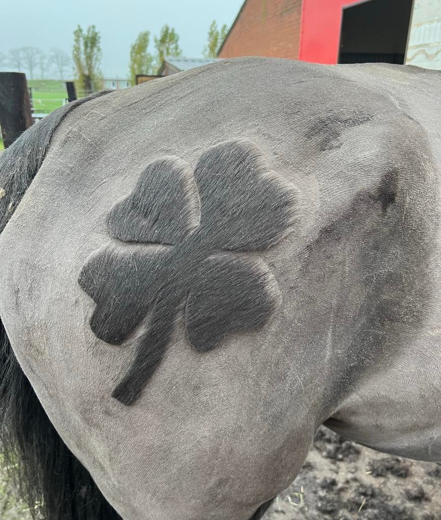 Paarden scheren regio Antwerpen (Noord), Dieren en Toebehoren, Weidegang