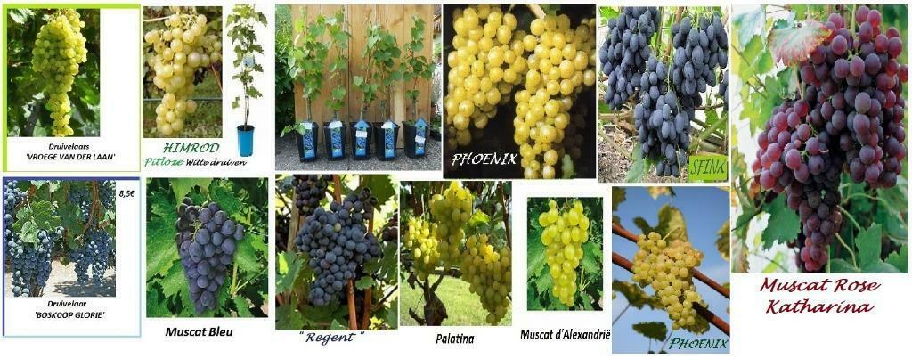 DRUIVENPLANTEN oa "Chasselas Doré de Fontainebleau", 1 meter, Enlèvement ou Envoi, Printemps, Plein soleil, Plantes fruitières