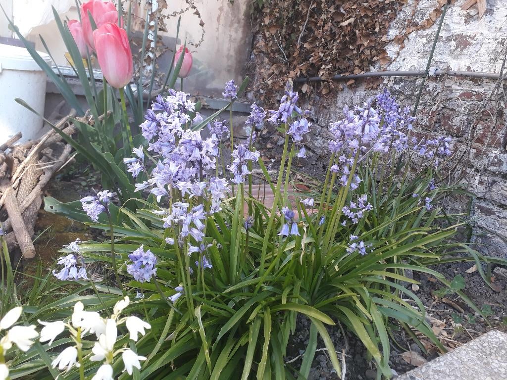jacinthe des bois (seau de bulbes), Enlèvement, Toute l'année, Mi-ombre, Bulbe