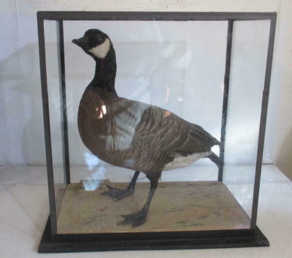 grote oude taxidermy opgezette brandgans in box, Antiek en Kunst, Ophalen