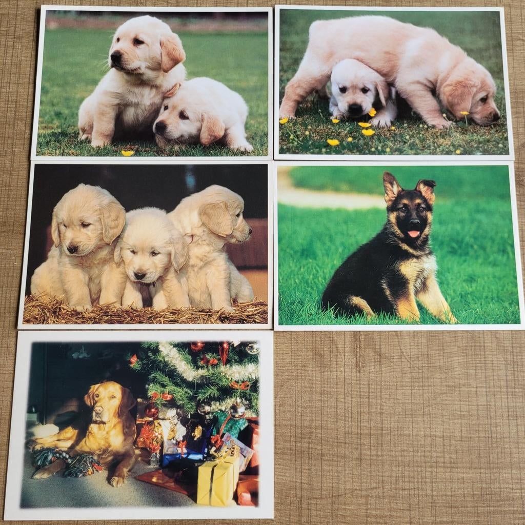 5 postkaarten: honden, Collections, Cartes postales | Animaux, Enlèvement ou Envoi, 1980 à nos jours, Non affranchie, Chien ou Chat