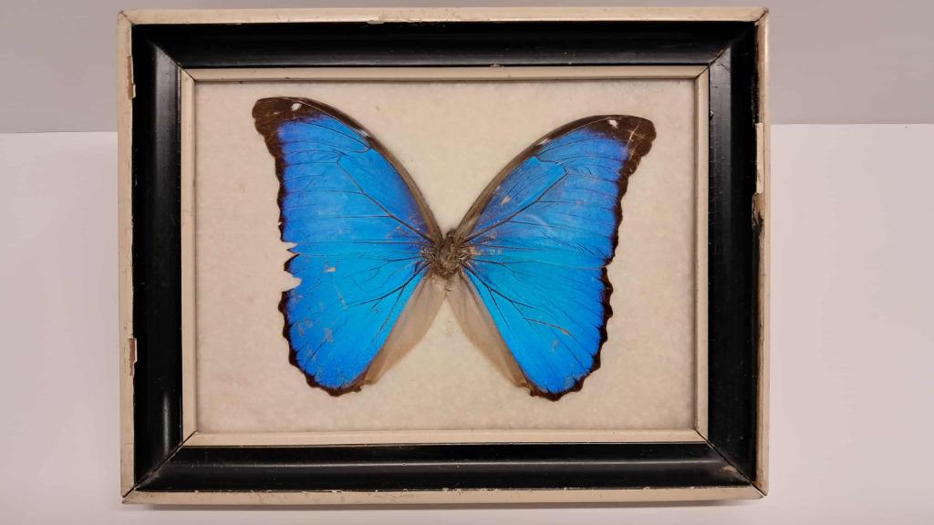 Morpho bleu naturalisé – envergure 14 cm, Enlèvement, Utilisé, Insecte, Animal empaillé