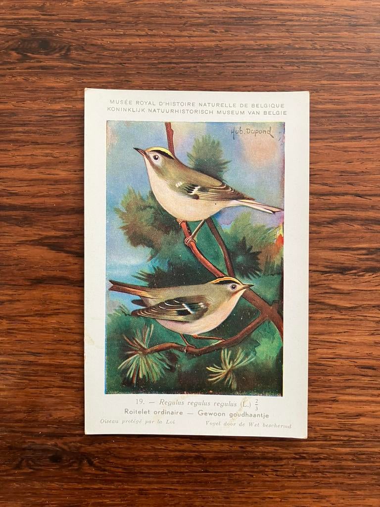 Vogels der Belgische Fauna Nr. 19 gewoon goudhaantje, Collections, Cartes postales | Animaux, Enlèvement ou Envoi, 1940 à 1960