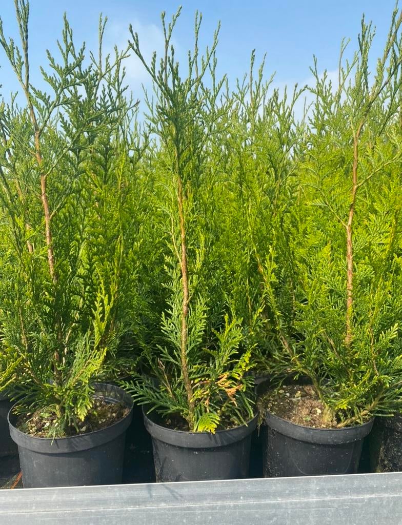 Thuja plicata “atrovirens”