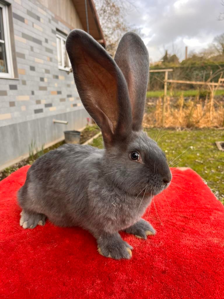 Lapins geant de Flandre, Plusieurs animaux, Taille moyenne, 0 à 2 ans