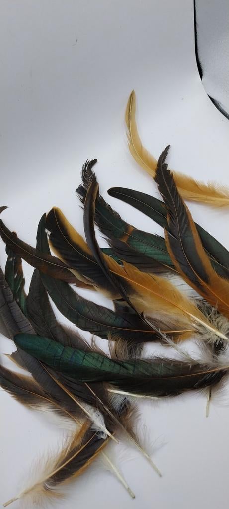 Plumes de queue de coq, Collections, Collections Animaux