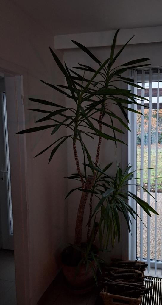 yucca met pot, Huis en Inrichting, Kamerplanten, Ophalen, Yucca