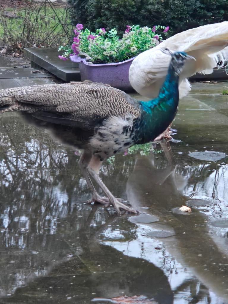 Blauwe pauw man, Dieren en Toebehoren, Pluimvee, Mannelijk, Overige soorten