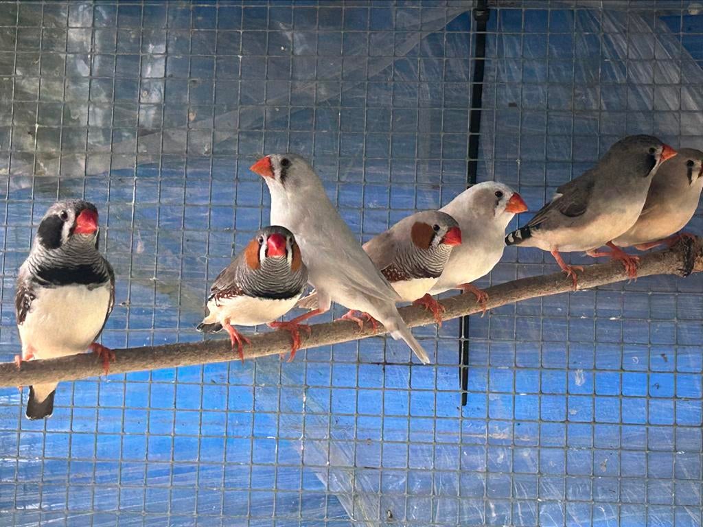 Mandarin à vendre, Plusieurs animaux